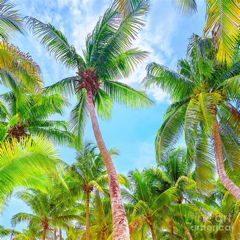 Fresh Green Palm Trees Background Photograph By Anna Om Fine Art America