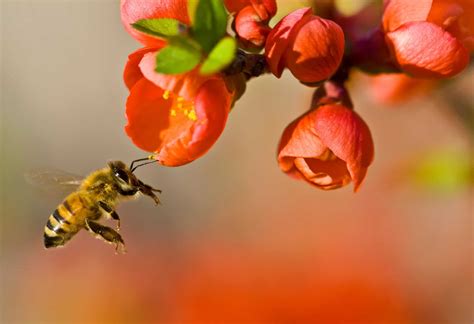 Scientists Find A New Way Through Which Neonicotinoids Are Killing Off Bees