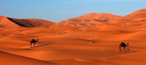 Camels in Arabian Desert stock photo. Image of sand, sahara - 6582758