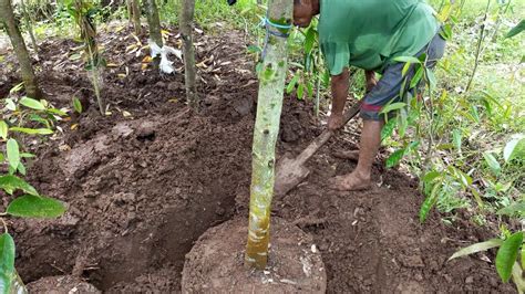 Proses Pendongkelan Bibit Durian Jumbo Jenis Oche Durihitam Ukuran 4