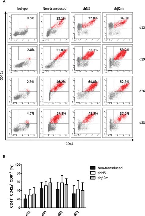 Characterization Of Ipsc Derived Hla Class I Silenced Megakaryocytes