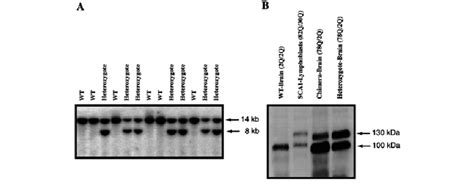 A Southern Blot Analysis Of Genomic Dna From The Offspring Of