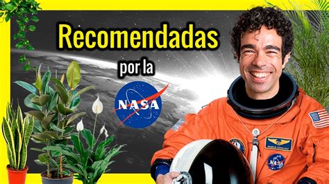 Las Mejores Plantas De Interior Para Tu Casa Seg N La Nasa