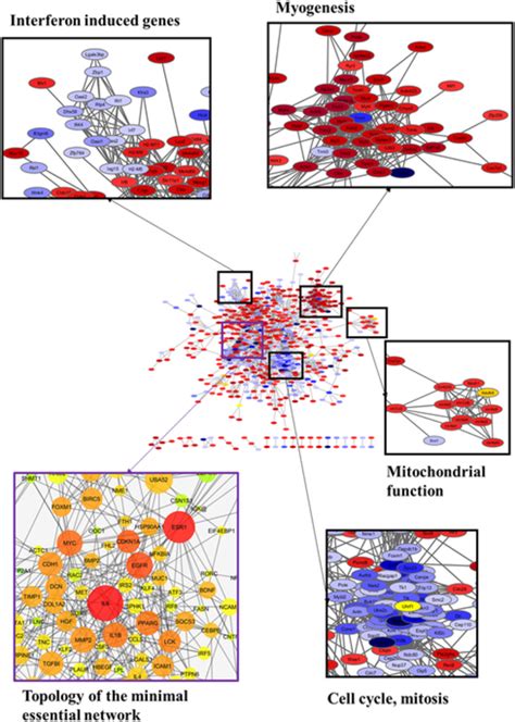 Protein Protein Interaction Network Analysis The Degs Identified From