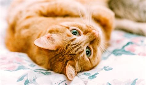 15 Orange Cat Breeds You Should Know – PureWow