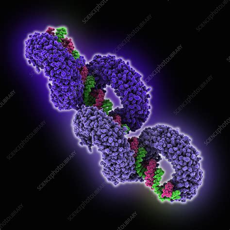 Toll Like Receptor 3 Complexed With Rna Molecular Model Stock Image