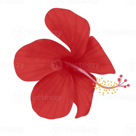 Hibiscus Flower Illustration 28672155 Png