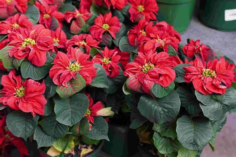 Plant Spotlight: Poinsettias - Louisiana Nursery