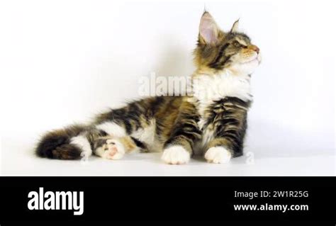 Brown Tortie Blotched Tabby And White Maine Coon Domestic Cat Female