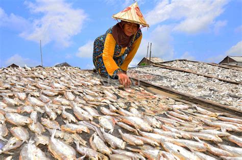 Hasil Tangkapan Ikan Berkurang Antara Foto