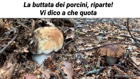 La Buttata Dei Funghi Porcini In Agosto Ripartita A Quale Quota