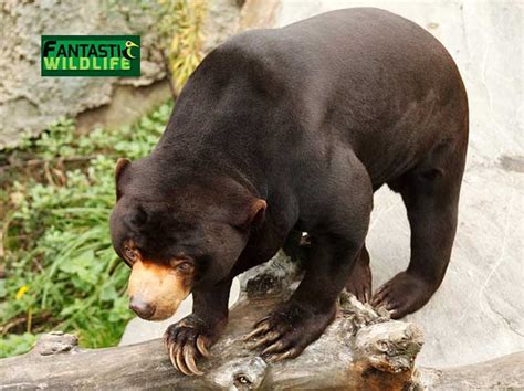 Sun Bear Diet Archives - Fantastic Wildlife