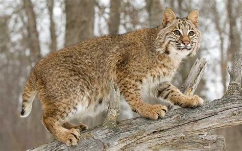 Cu Ntos Gatos Monteses Har An Falta Para Vencer A Un Humano Forocoches