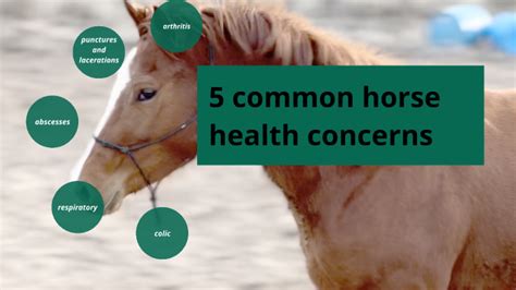 5 Common horse health concerns by alana howard on Prezi