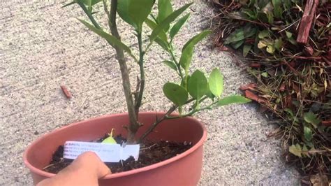 Pruning Dwarf Citrus Tree Key Lime Youtube