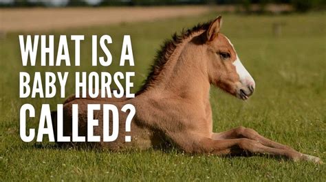 What Is A Baby Horse Called Youtube