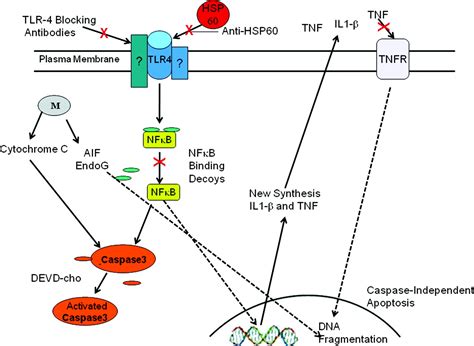 Extracellular Heat Shock Protein 60 Cardiac Myocytes And Apoptosis