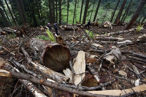 La Superficie De Bosques Per Cápita Cayó El 60 En Las últimas Seis