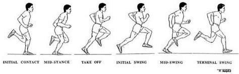 Anatomía Del Corredor Ciclo De La Marcha
