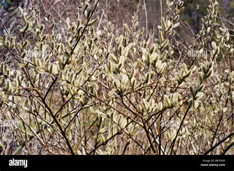 Rosegold Pussy Willow Salix Gracilistyla Variegata Japan Korea