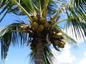 Plantio De Coco Verde Desde O Planejamento Até A Colheita