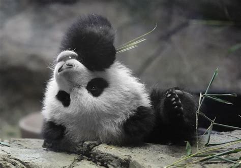 Panda Cub at National Zoo Photograph by Jack Nevitt - Fine Art America