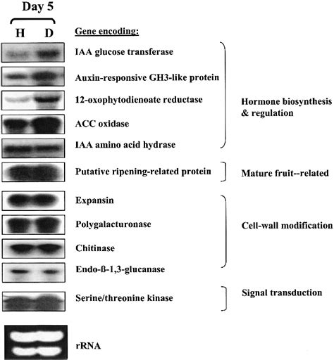 Rna Gel Blot Analysis Of Differential Expression Patterns Of Cdna