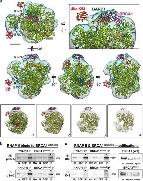 Em Structure Of Mutated Brca Insc Transcriptional Complexes A