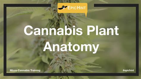 Cannabis Trivia (Cannabis Plant Anatomy) | EpicHint