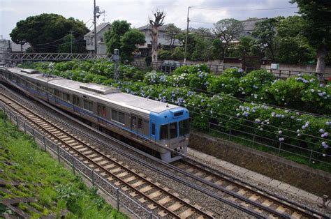 京王電鉄＞紫陽花と井の頭線 鉄道の旅・情報館