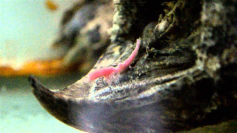 Alligator Snapping Turtle Tongue Youtube