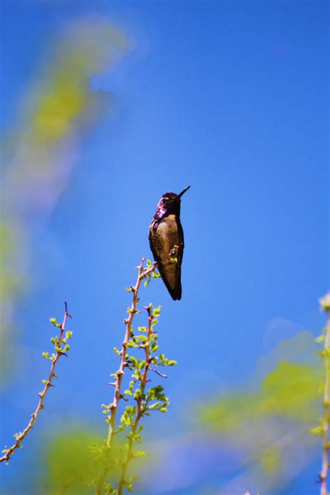 Conservation | Native American Land Conservancy