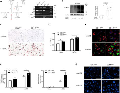 Frontiers Blockade Of Macrophage CD147 Protects Against Foam Cell