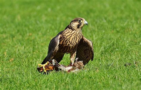 Falcon Wildpark Poing Prey - Free photo on Pixabay - Pixabay