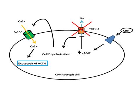 Normal Physiology Of Acth And Gh Release In The Hypothalamus And