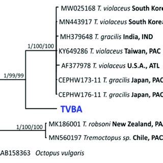 Phylogenetic tree obtained with the cytochrome c oxidase subunit I ...