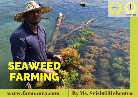 Seaweed Farming Farmaura