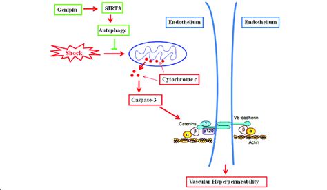 Gp Protects Against Vascular Hyperpermeability By Up Regulation Of