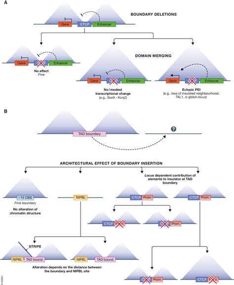 CTCF Shapes Chromatin Structure And Gene Expression In Health And