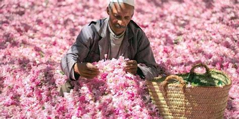 Découvrez la Vallée de la Rose à Kelaat MGouna un voyage inoubliable