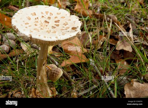 Woodland Fungi Hi Res Stock Photography And Images Alamy