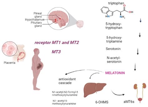 Biomedicines Free Full Text The Role Of Melatonin In Pregnancy And