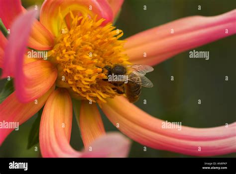 A Worker Honey Bee Apis Mellifera Gathers Pollen On A Bright