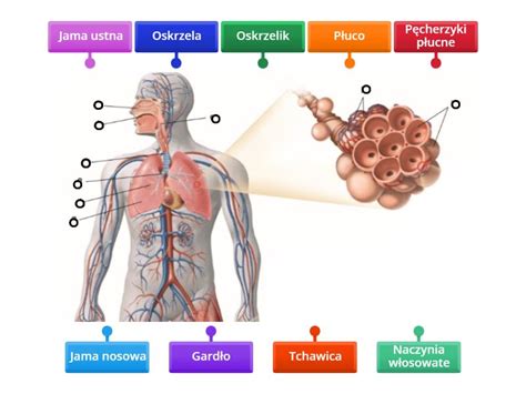 Uk Ad Oddechowy Schemat Nr Labelled Diagram