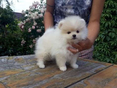 Regalo Pomerania Mini Toy Para Adopción Murcia Otras Razas