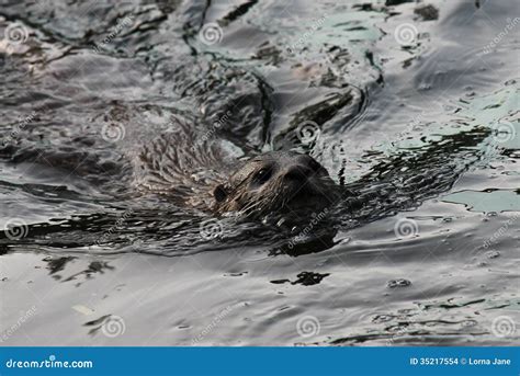 Swimming Asian Small-clawed Otters Stock Photo - Image of clawed ...