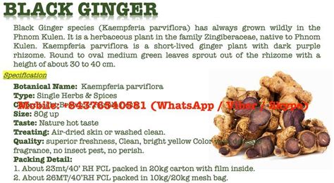 Black Ginger Kaempferia Parviflora 0084376540581