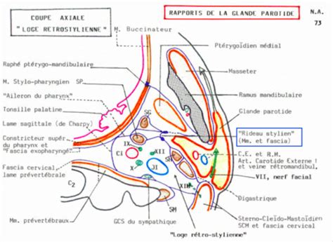 Prolongement Pharyngien De La Glande Parotide Ue T Te Et Cou