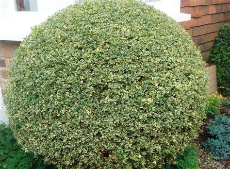 Variegated Box Hedging Plant Trained As Topiary Ball Buxus Sempervirens