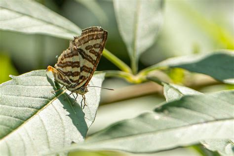 Long Banded Silverline In September 2023 By Kcss INaturalist